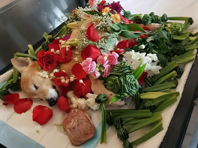 Dog Burial