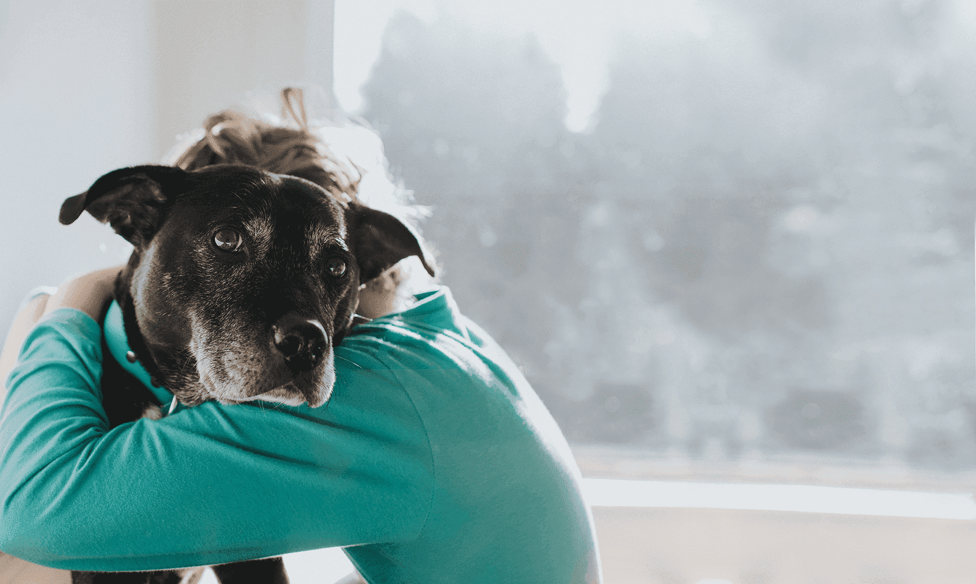 Pet Cremation ghaziabad